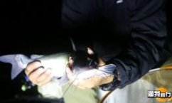 《渔我同行》之征战淮河古道1 第264期 夜钓鲶鱼 [视频]