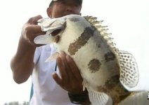 《渔我同行》之再见淮河故道 第267期 小崔钓鳜鱼 [视频]