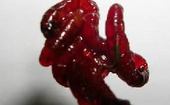 钓鱼高手分享保存红虫的好方法