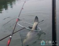 广西百色坪圩水库海竿钓青鱼全过程 [视频]
