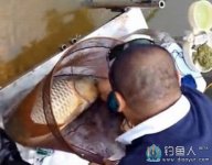手竿台钓在水库钓获20斤大鲤鱼 [视频]