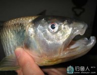 泛滥成灾 岸边3米内疯狂路亚马口 [视频]