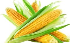 用嫩玉米做鱼饵的具体方法详解