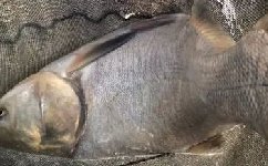 红虫的四种使用方法介绍（打窝 肉夹馍 拉饵 挂饵）