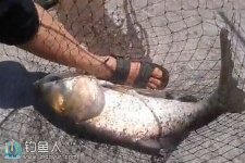 水库手竿钓浮 浮钓鲢鳙技巧 [视频]