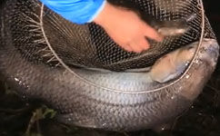 游钓中国第一季10集：八里河夜钓擒获30斤重大青鱼 [视频]