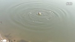 三本先生临沂绣针河台钓鲫鱼频频上 [视频]