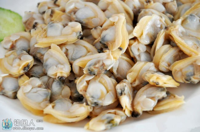 自制蛤蜊肉作海钓饵的一些经验介绍