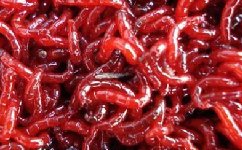 分享一种红虫保存15天以上的方法