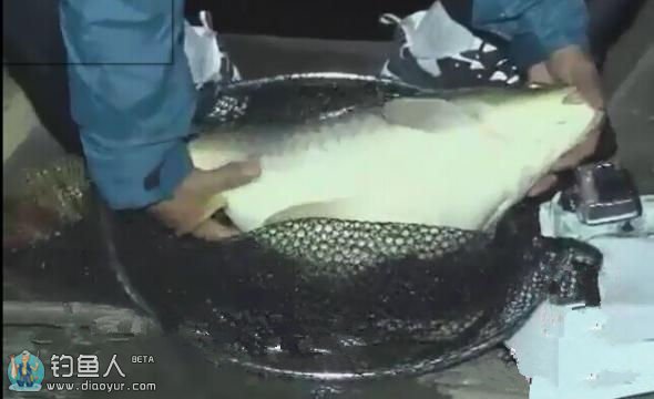 《涉钓英雄传》白沙筏钓献巨鲤 水库获17斤大鲤鱼 [视频]