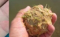 用谷芽做鱼饵去钓草鱼效果奇好