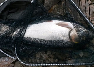 陆家坞水库惊喜钓获大鲤鱼和鲢鳙鱼