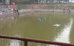 春季黑坑钓鲤鱼的实战技巧