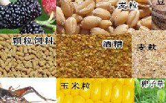 钓草鱼常用的饵料以及窝料（狗尾巴草、嫩芦苇）