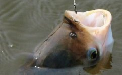 鲢鳙鱼浮钓与底钓的选择技巧