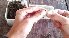 蚯蚓如何装钩（高清）详细过程 [视频]