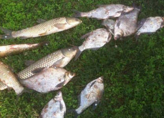 再战长湖钓获草鱼鳊鱼丰收而归