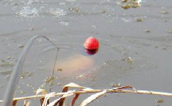 钓鱼看漂技巧 鲫鲤草鲶鲢鳙漂相分析 [视频]