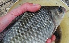 用于湖库野钓鲫鱼的诱饵制作方法详解