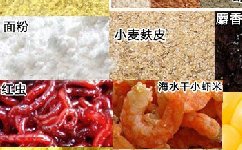 分享两款特效黑坑钓鲤鱼饵料配方
