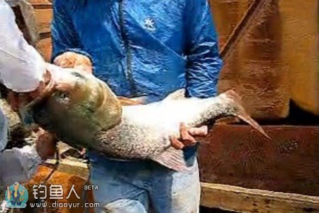 搞笑钓鱼：用水桶抄20斤鲢鳙鱼全过程 [视频]