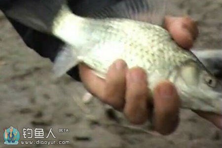 搓饵在水库野钓鲫鱼 试饵成功 [视频]