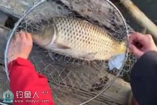 在水库用七米二长竿台钓获大鲤鱼 [视频]