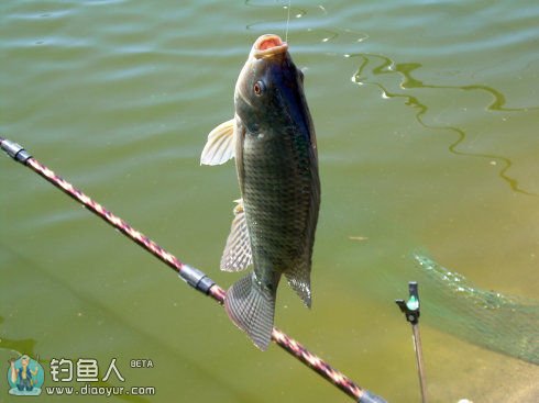 夏季钓罗非鱼空钩的原因解析