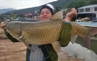 西昌水库钓获43斤大草鱼 特邀12钓友全鱼宴