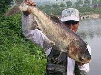 夏季台钓法浮钓鲢鳙的一个技法