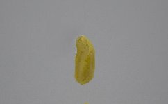 五中常见的搓饵基本形态解析