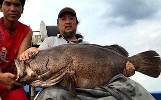 琼州海峡快乐海钓之旅 擒获大石斑鱼
