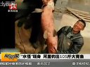 “水怪”现身 河里钓出105斤大青鱼视频