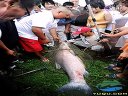 云龙湖三钓友擒获150斤大青鱼出水记视频