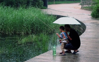 盛夏阴雨天钓草鱼的要点及注意事项