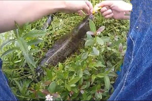 新手第一次玩路亚雷强 草塘雷蛙中获黑鱼 [视频]