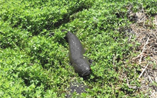 夏季野钓黑鱼的经验技巧