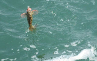 海钓全层本流钓与全游动下沉钓法的详解