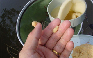 浅谈钓鱼搓饵的使用时机和搓饵技巧