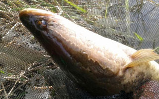 淌泥泞披晨露白条双飞  搓饵团添长竿频上鲫鳞