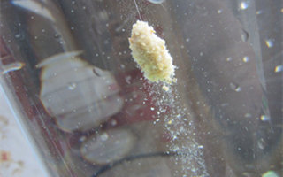 浅谈饵料雾化的影响及控制技巧