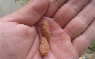 搓饵的饵料制作方法和手法的应用