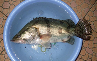 盛夏手竿钓鳜鱼的选位用饵技巧
