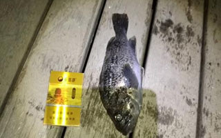 海路夜探小平岛 新竿开光喜擒黑头鱼