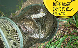 与友远赴航道餐条扰人烦 傍晚凉时鱼口连竿起鱼迟