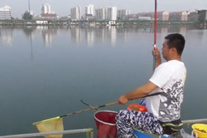 地瓜钓鱼：天津海棠湾黑坑浅水钓鲤记 [视频]