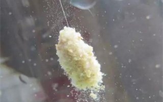 黑坑钓鱼的用饵误区及正确用饵的技巧