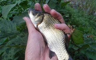 夏末野钓鲫鱼的用饵打窝技巧及钓法