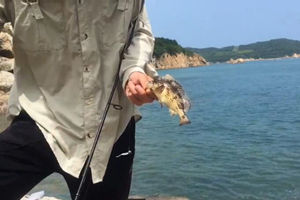 威海山后玩路亚根钓黑头一小时之行 [视频]