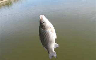 北方深秋钓鲫鱼的最佳时机及红虫饵用法